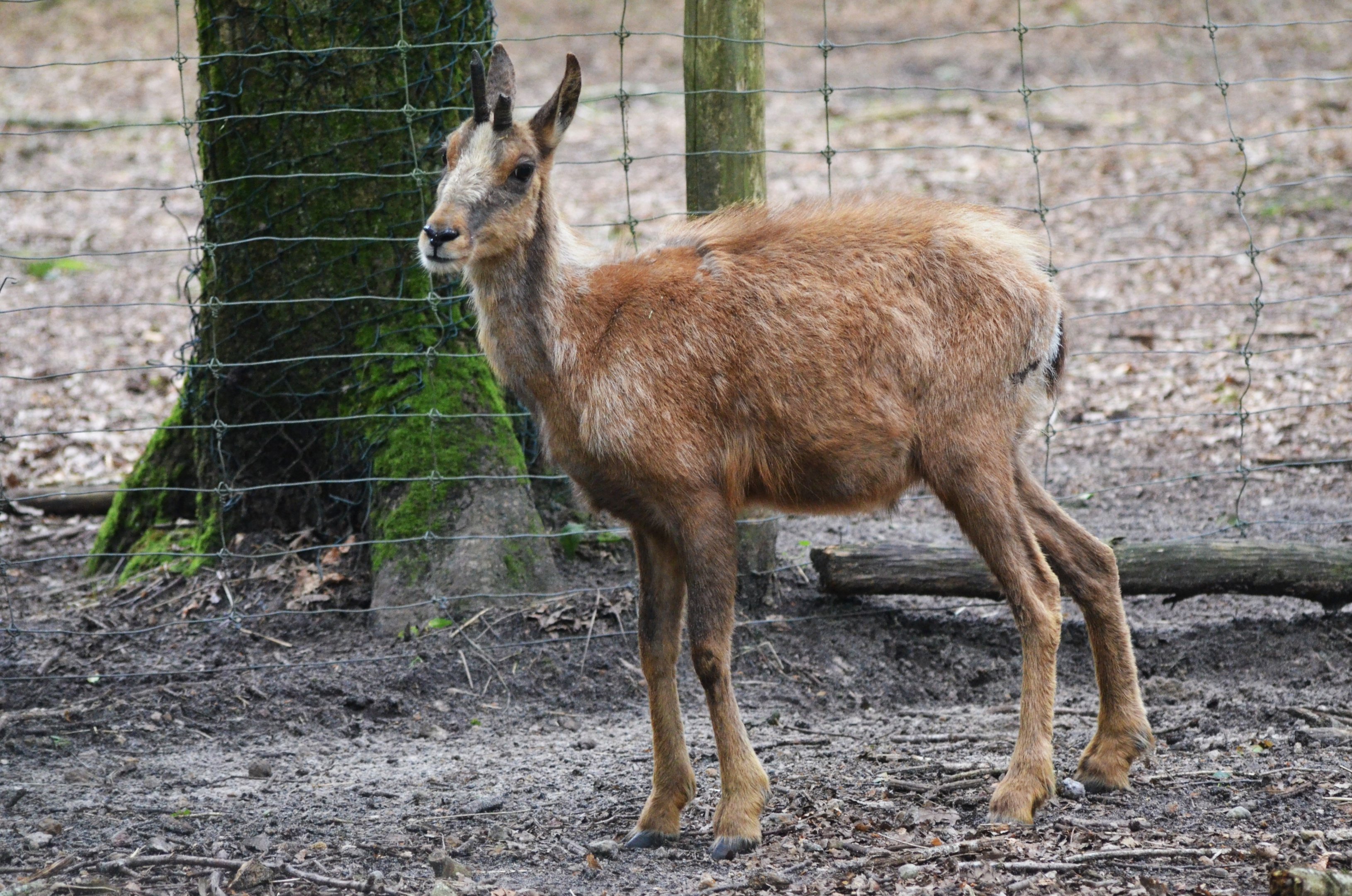 Pyrenean Chamois at Pescheray, 13/06/18
