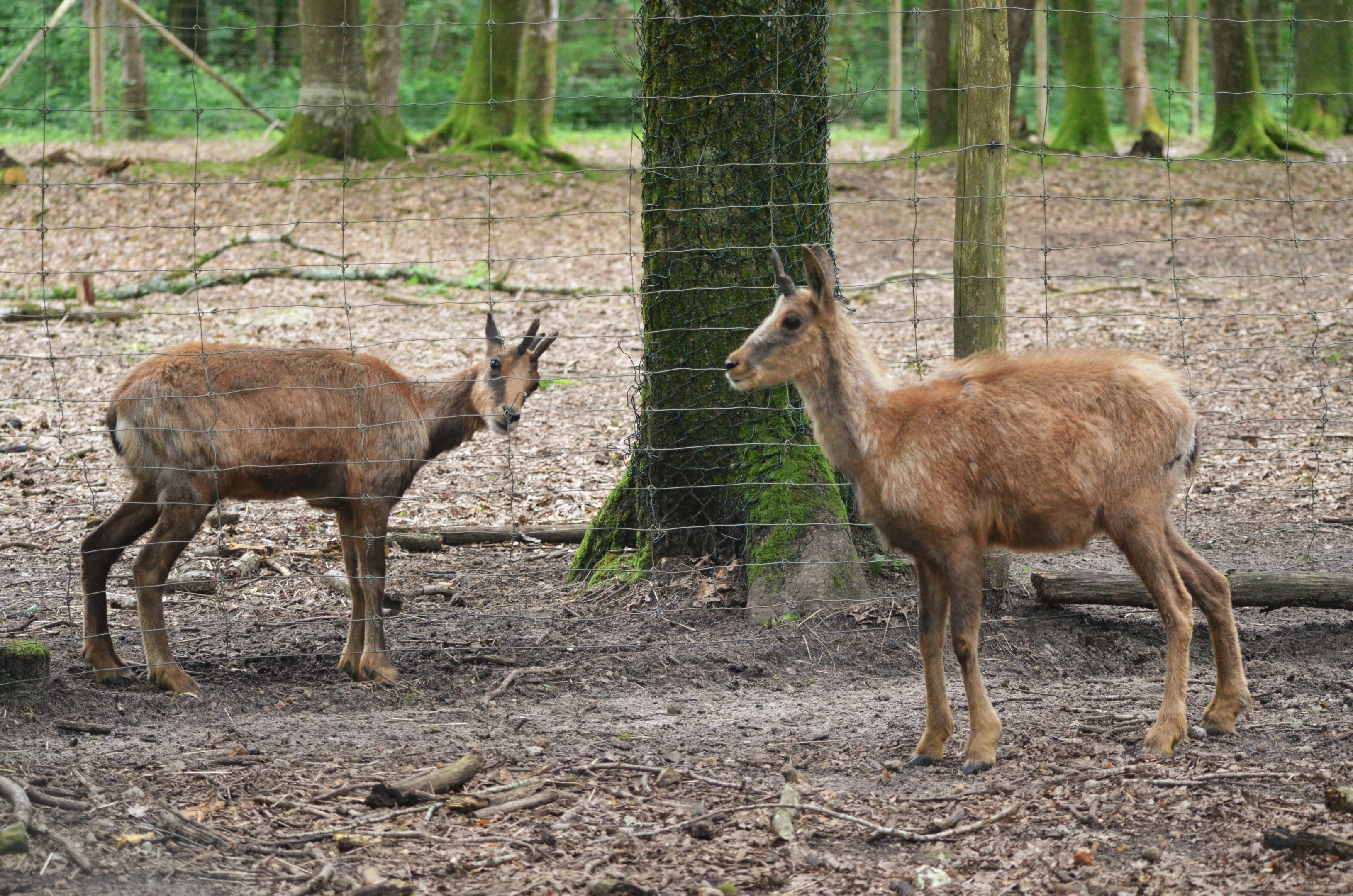 Pyrenean Chamois at Pescheray, 13/06/18