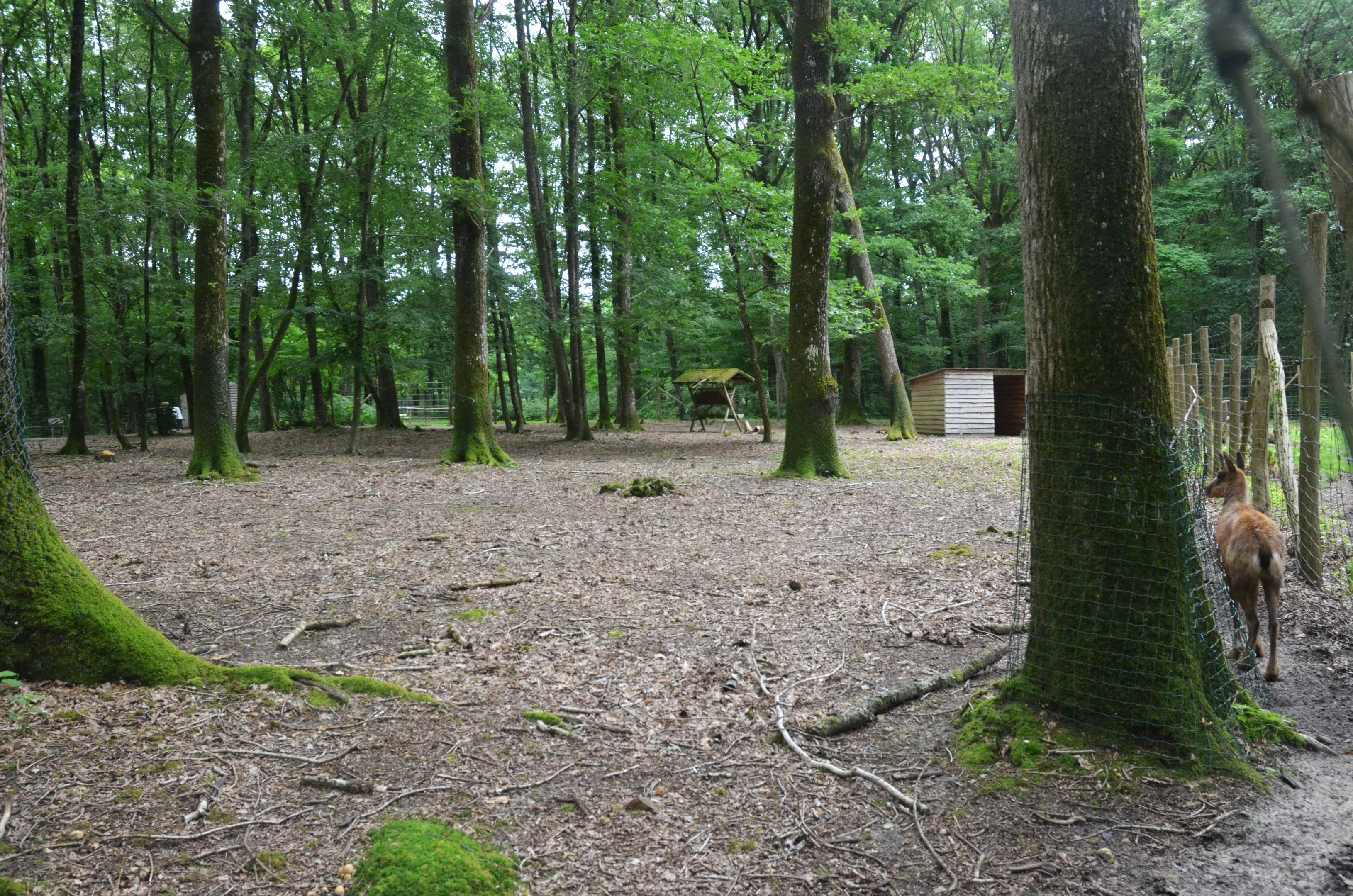 Pyrenean Chamois Enclosure at Pescheray, 13/06/18