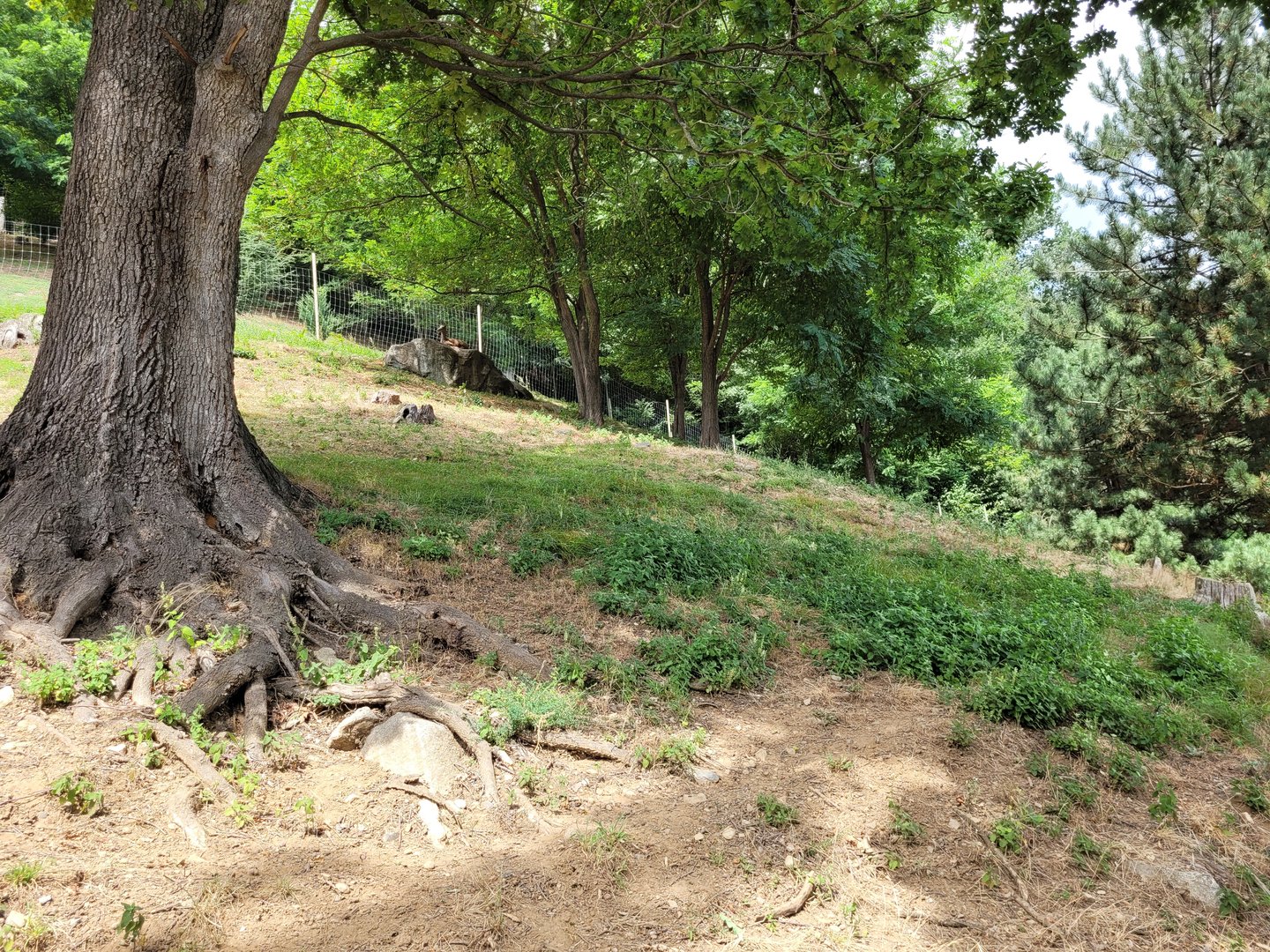 Pyrenean chamois exhibit -Parc Animalier des Pyrénées (2023)