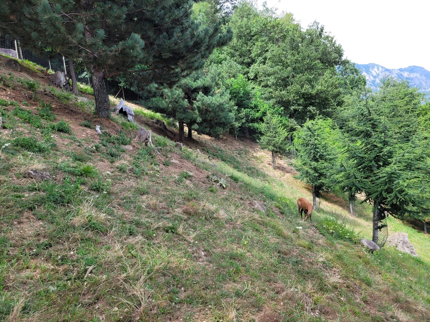 Pyrenean chamois exhibit -Parc Animalier des Pyrénées (2023)