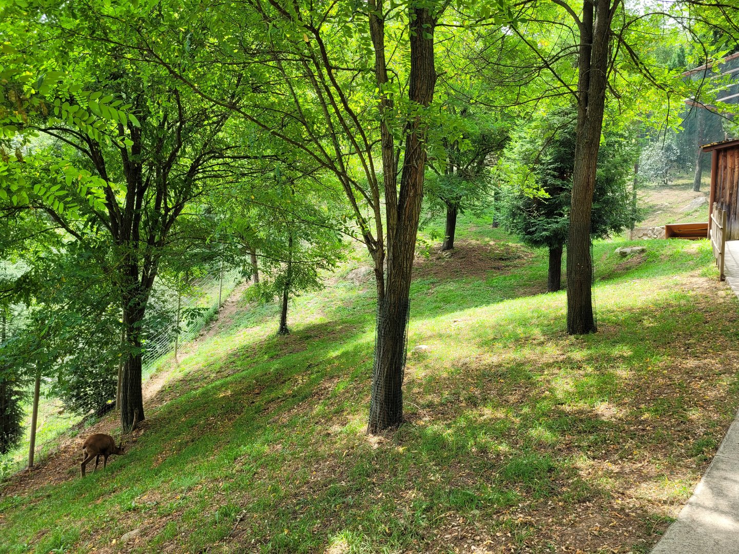 Pyrenean chamois exhibit -Parc Animalier des Pyrénées (2023)