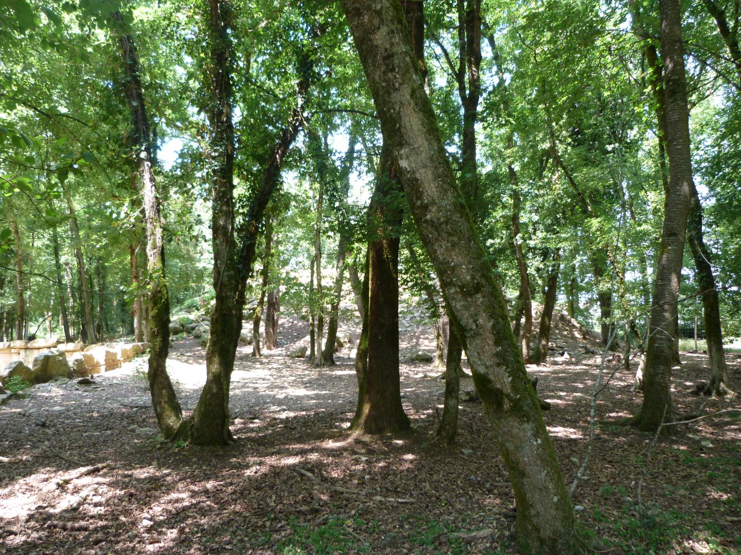 Pyrenean chamois exhibit -Zoodyssée (2025)
