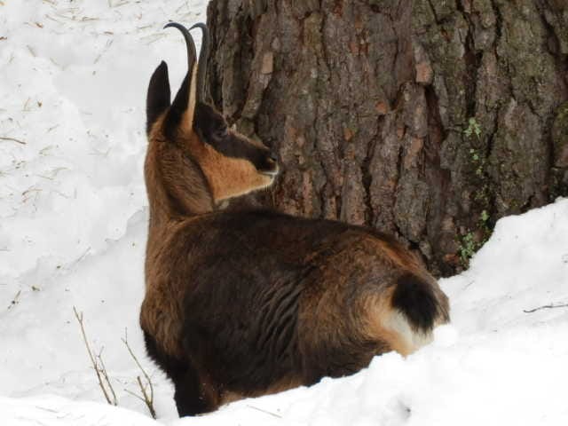 Pyrenean chamois -Lacuniacha (2021)