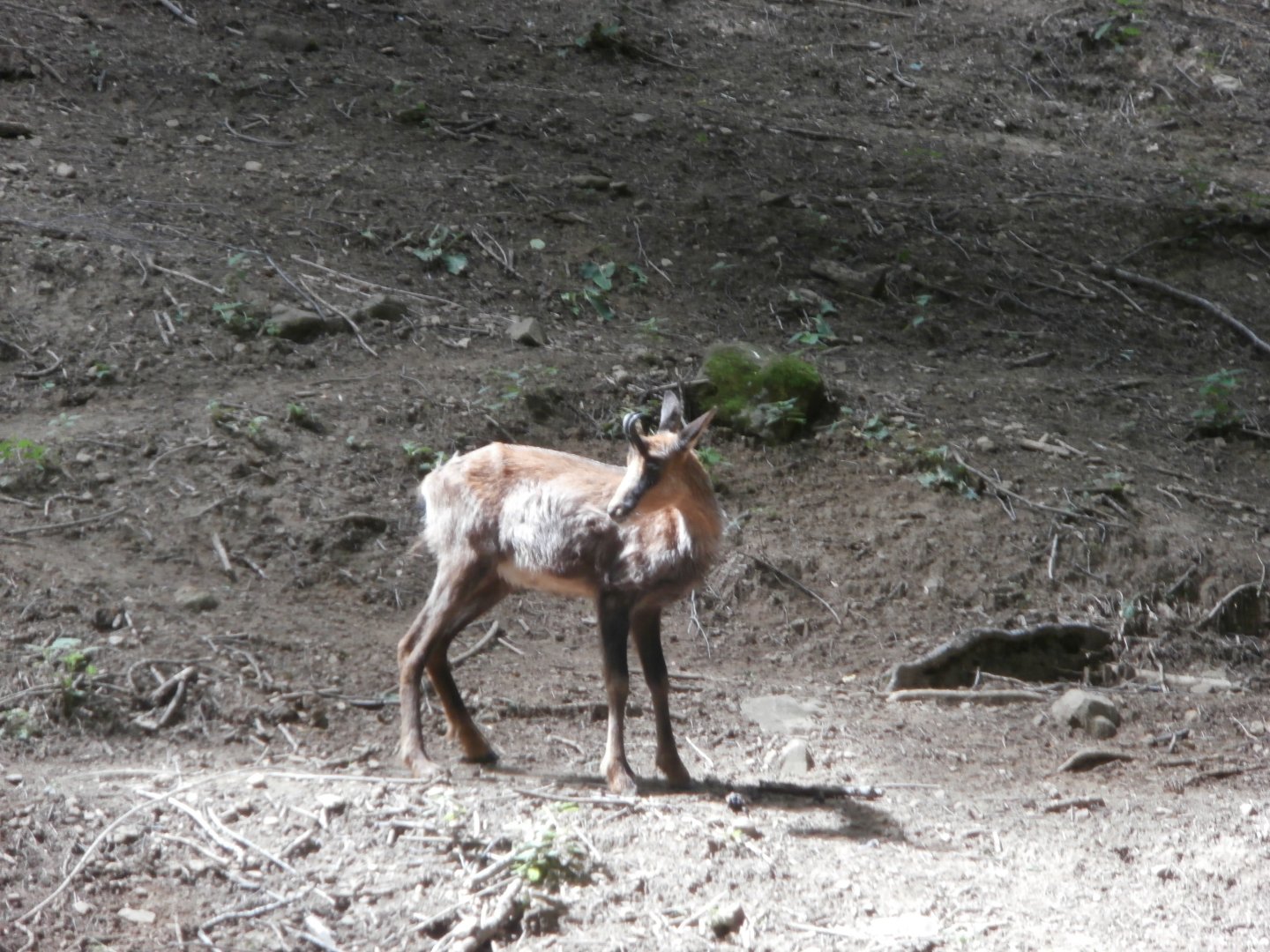 Pyrenean chamois- Lacuniacha