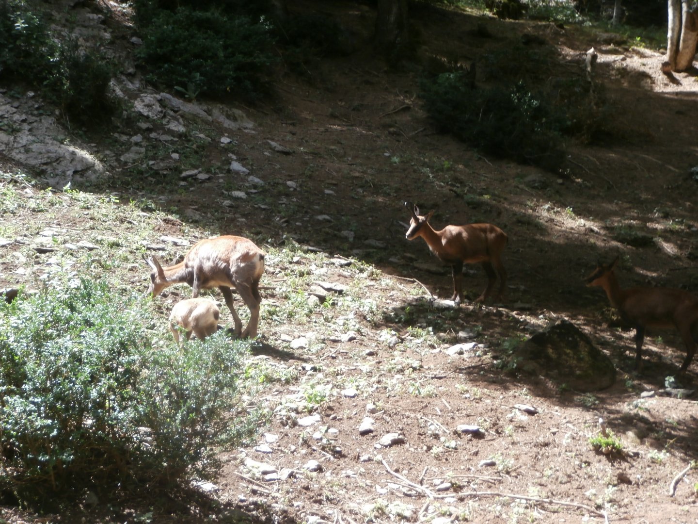 Pyrenean chamois- Lacuniacha