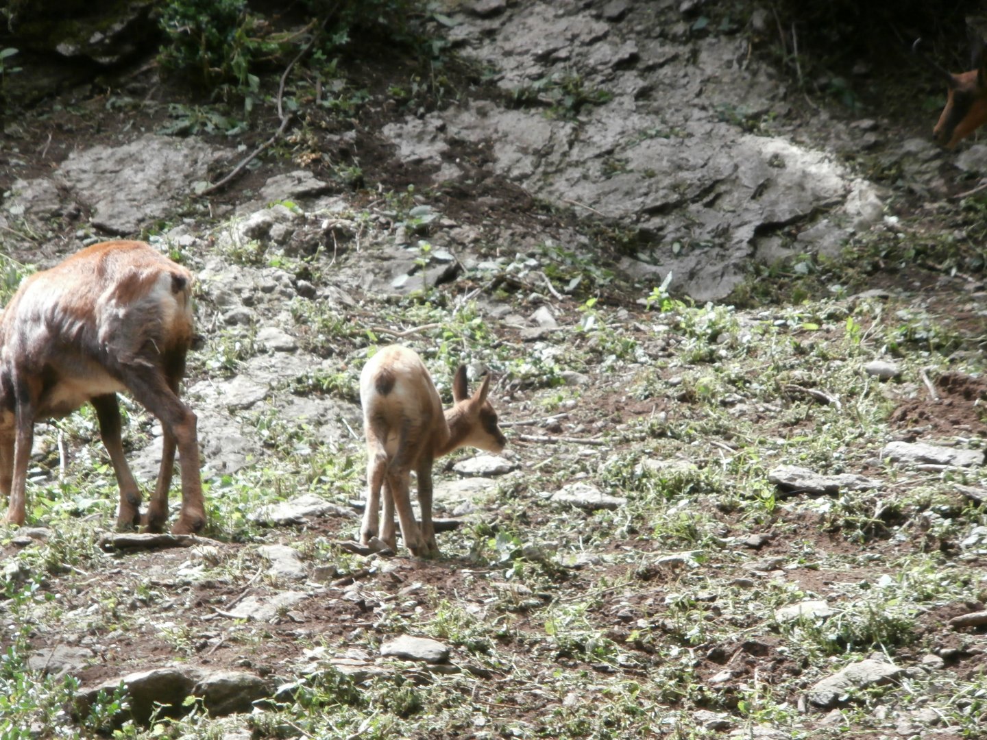 Pyrenean chamois- Lacuniacha