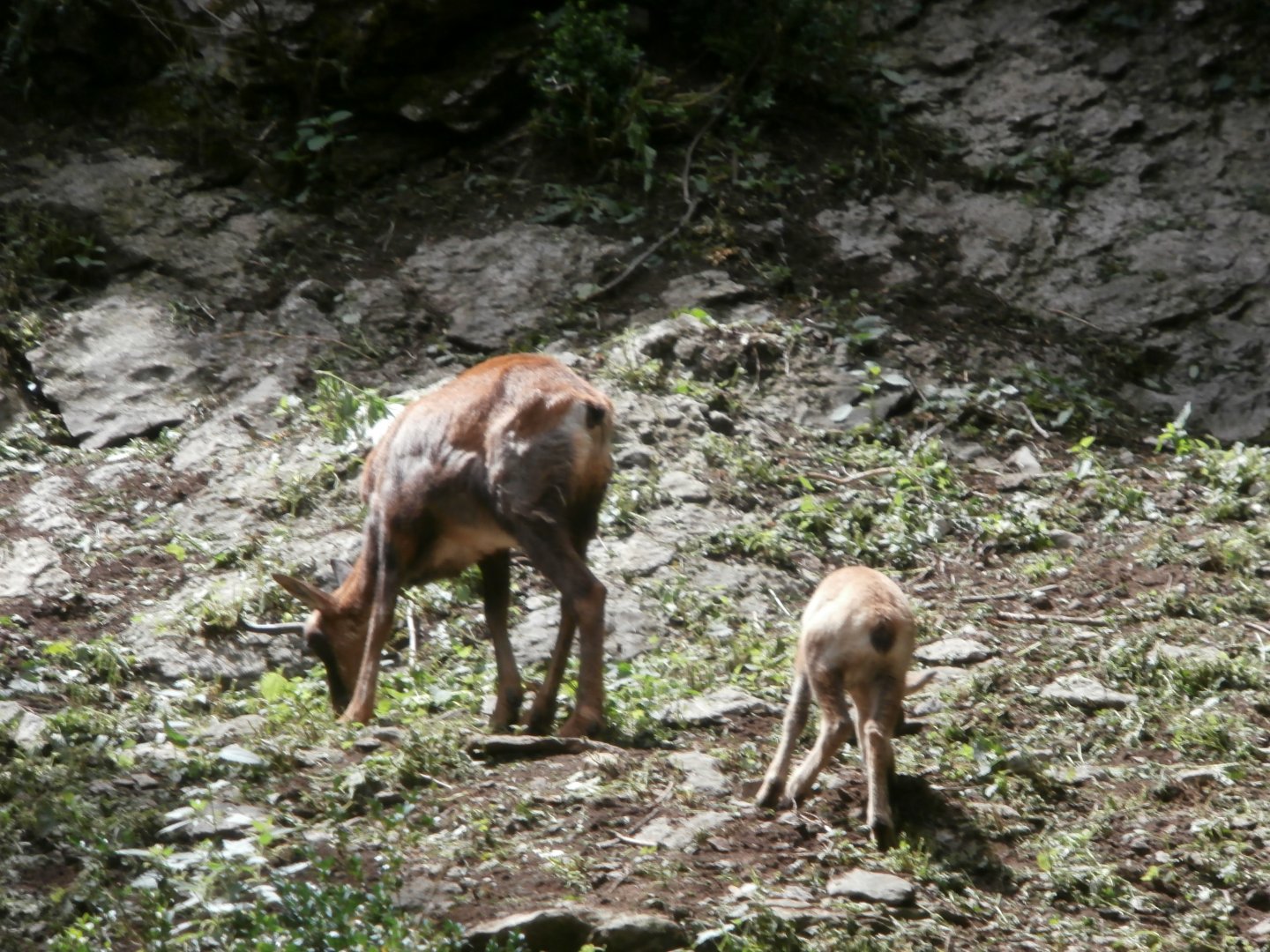 Pyrenean chamois- Lacuniacha