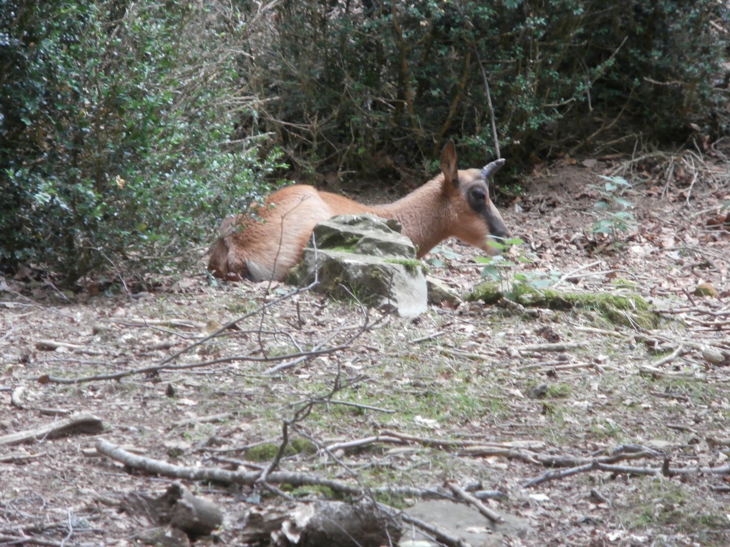 Pyrenean chamois- Lacuniacha