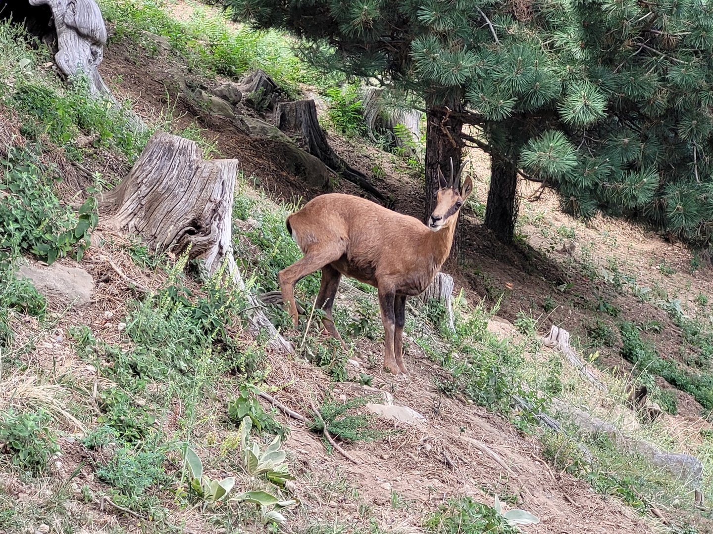 Pyrenean chamois -Parc Animalier des Pyrénées (2023)