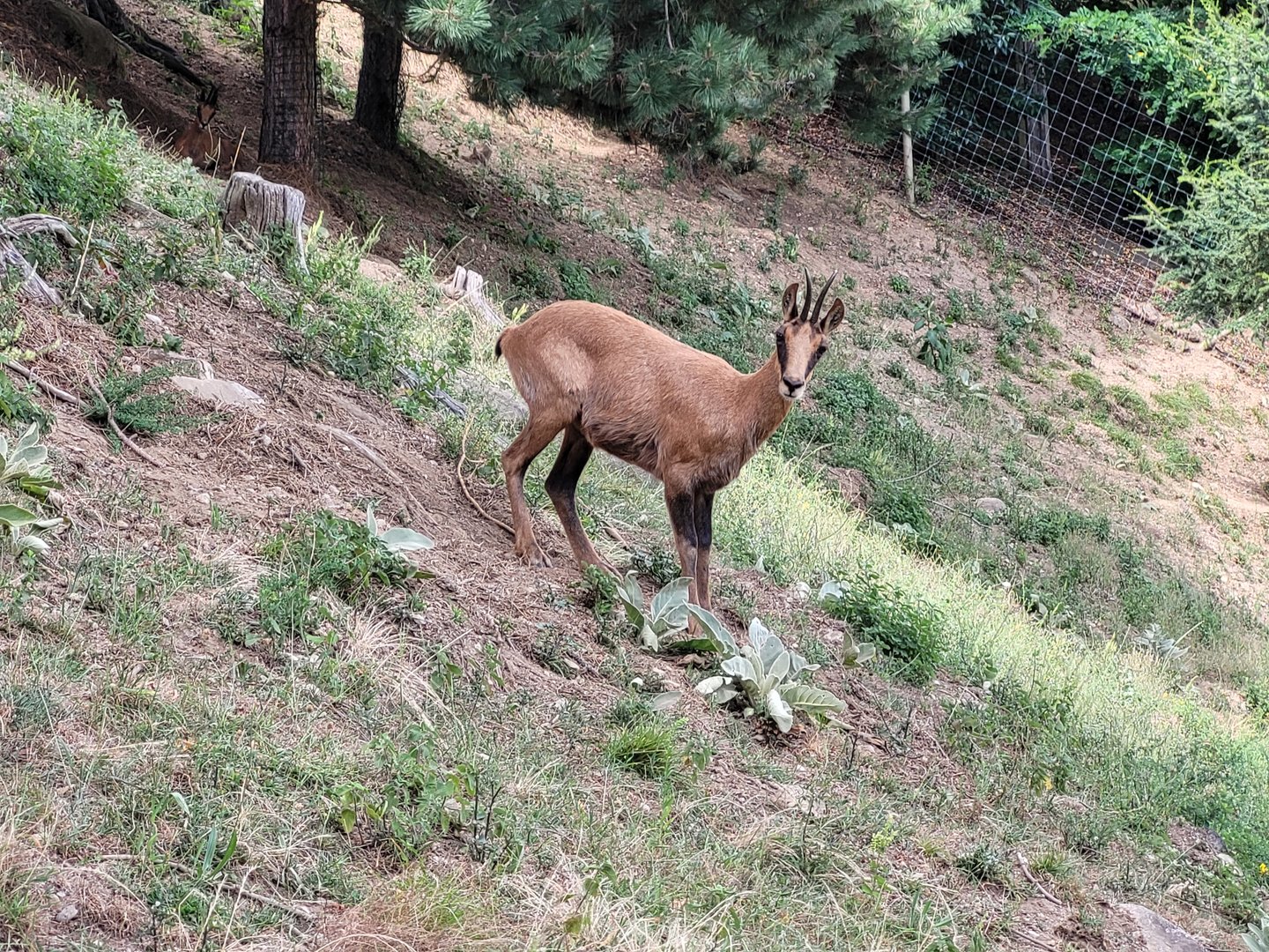 Pyrenean chamois -Parc Animalier des Pyrénées (2023)