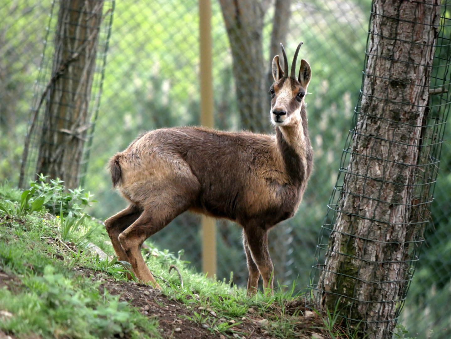 Pyrenean chamois (Rupicapra pyrenaica pyrenaica)