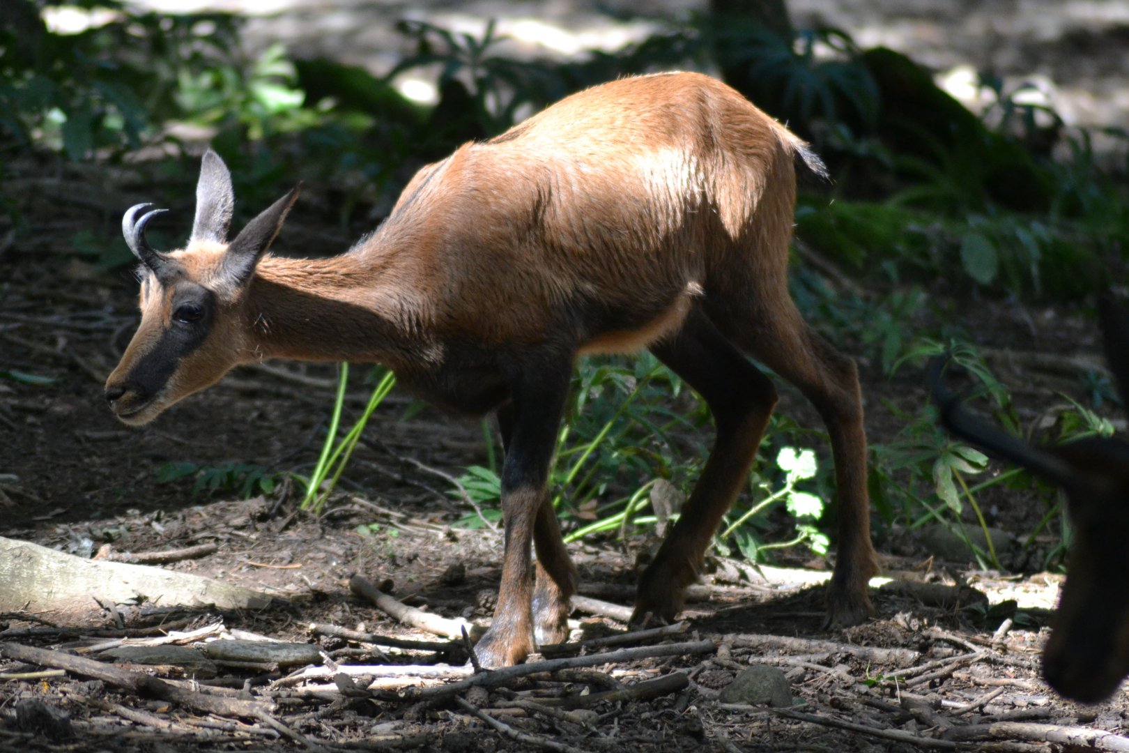 Pyrenean chamois - Rupicapra pyrenaica