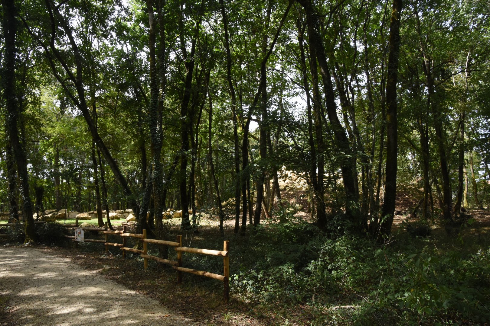 Pyrenean Chamois walk-through