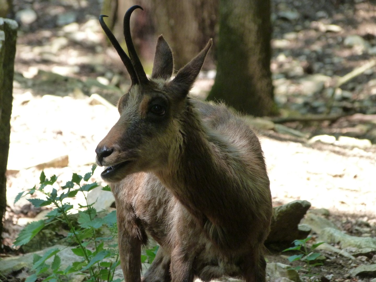 Pyrenean chamois -Zoodyssée (2025)