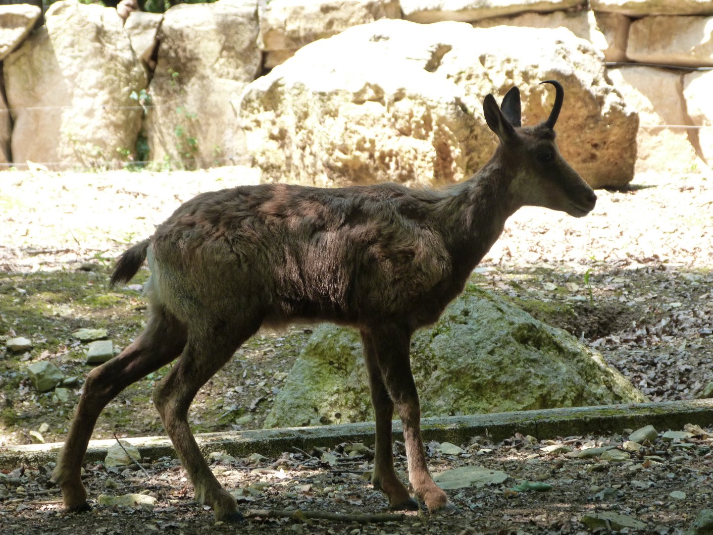 Pyrenean chamois -Zoodyssée (2025)