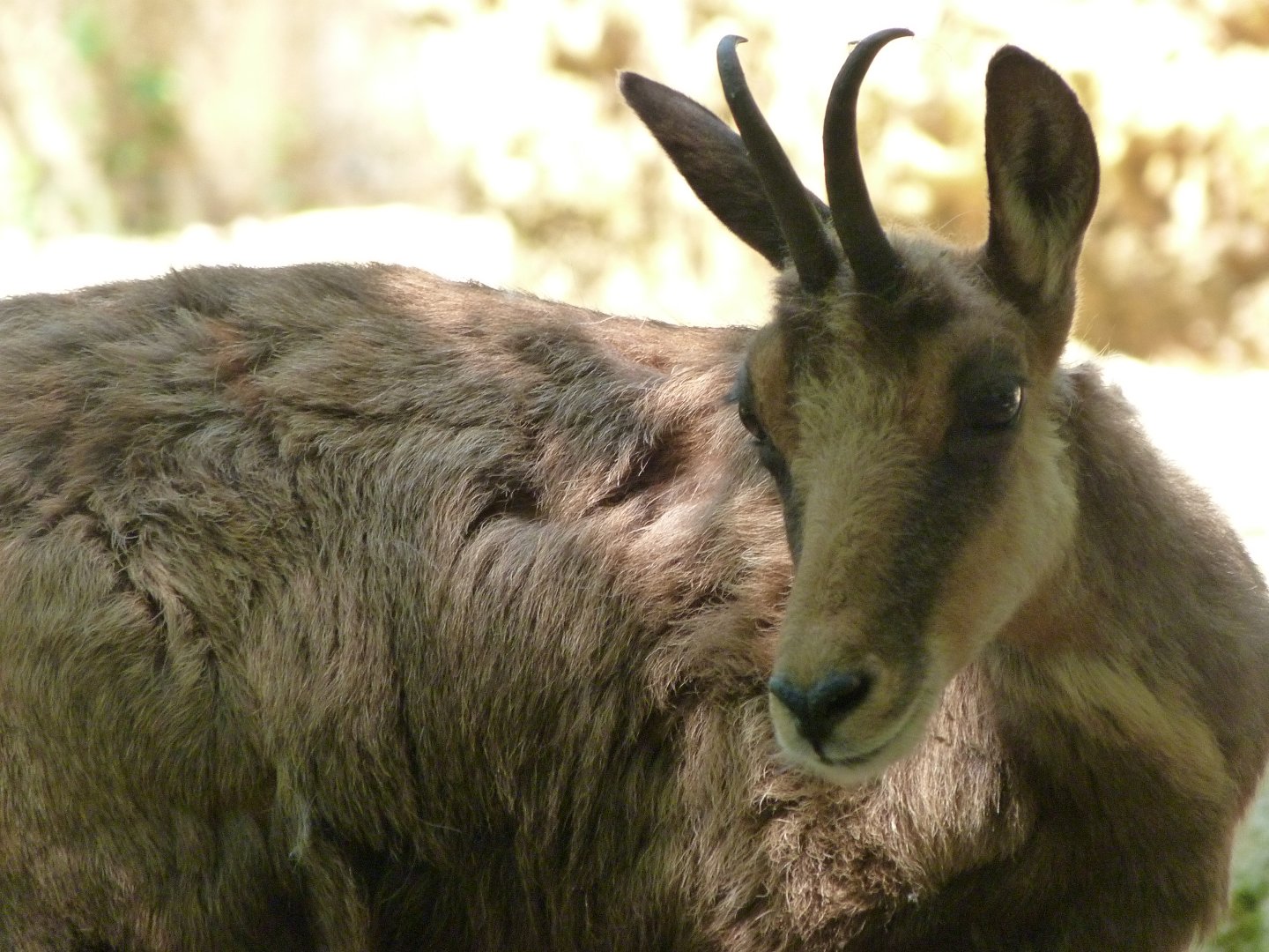 Pyrenean chamois -Zoodyssée (2025)