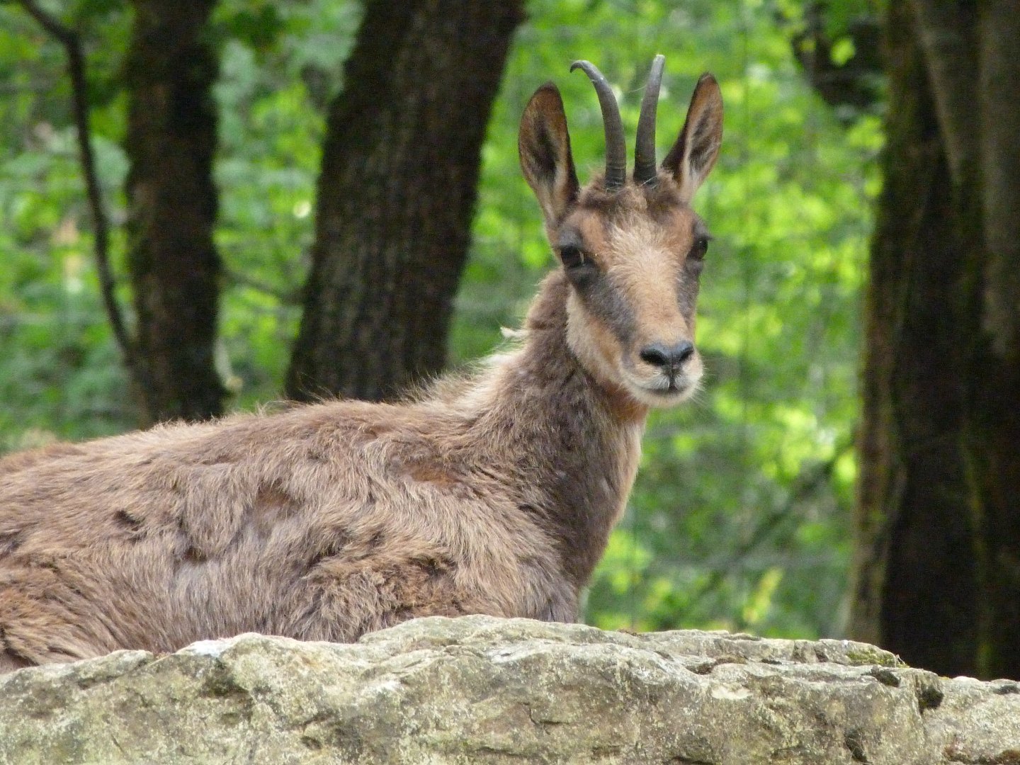 Pyrenean chamois -Zoodyssée (2025)