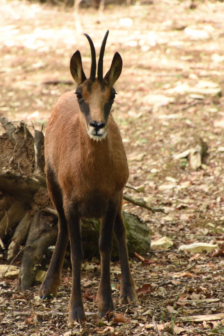 Pyrenean Chamois