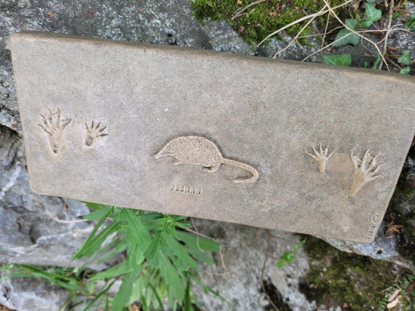 Pyrenean desman print -Parc Animalier des Pyrénées (2023)