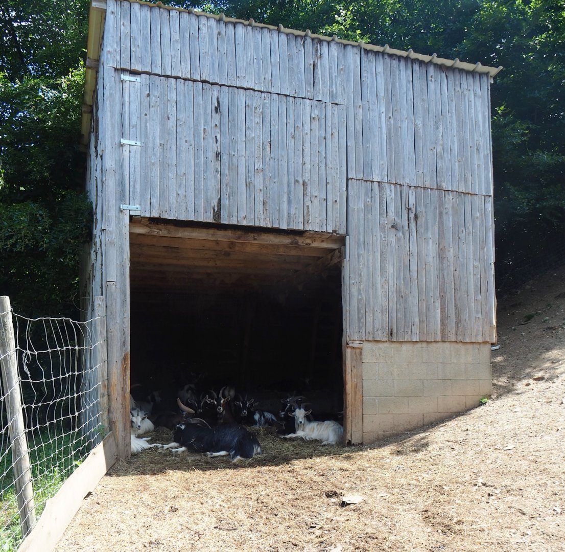 Pyrenean goat barn, 2023-06-24