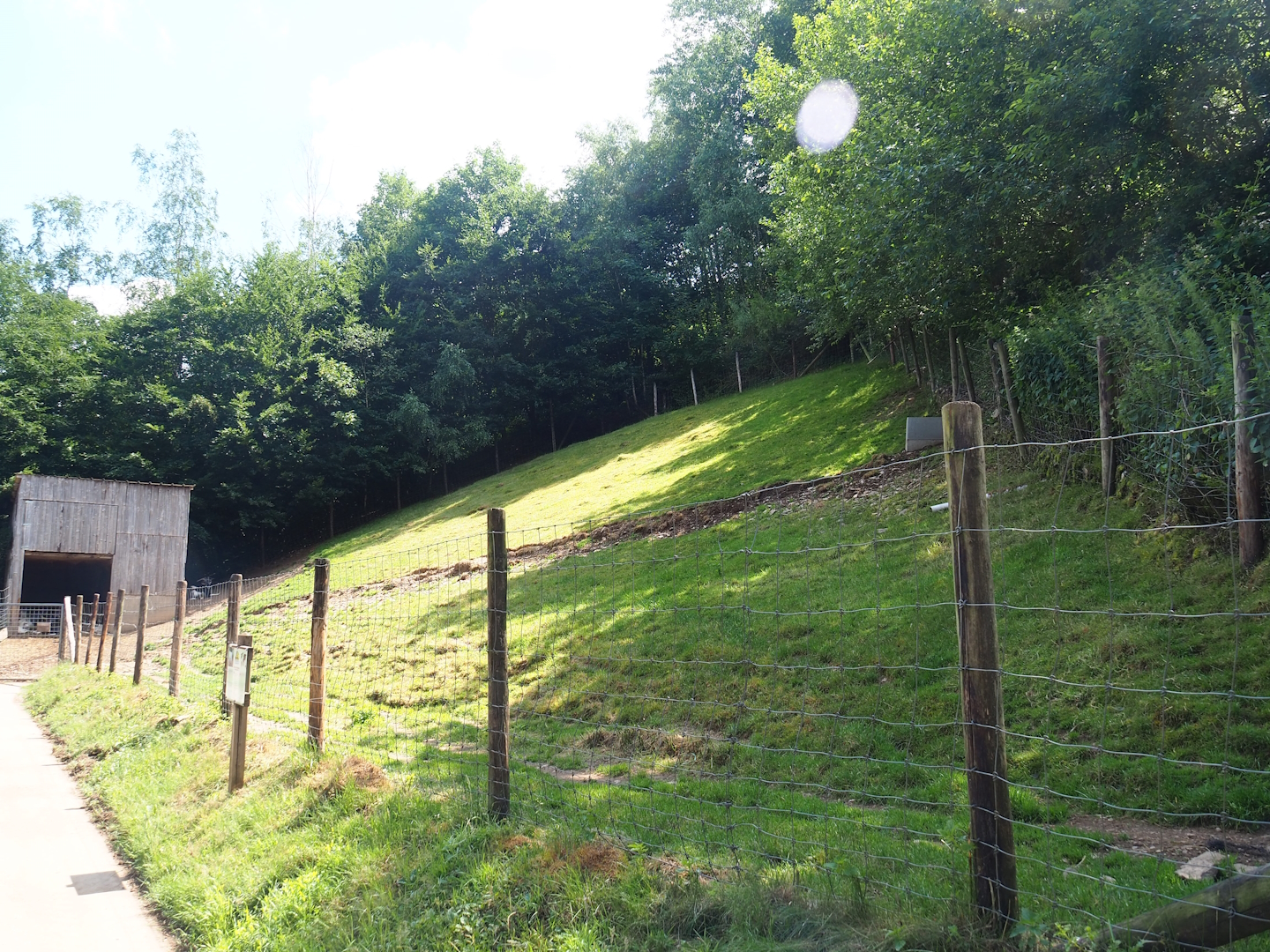 Pyrenean goat paddock, 2023-06-24