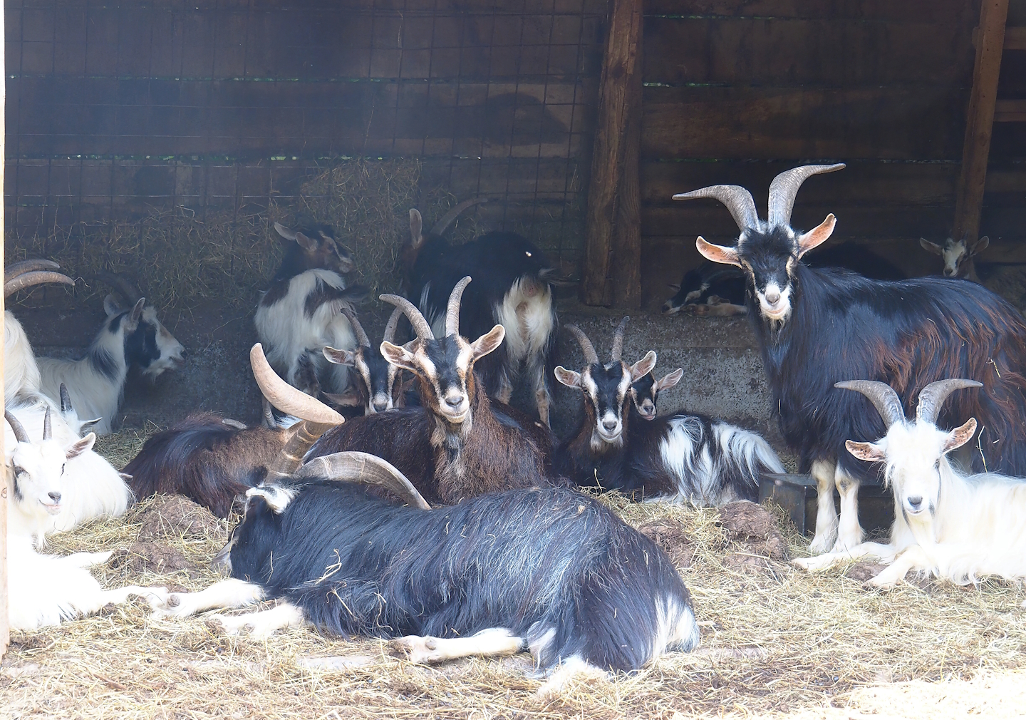 Pyrenean goats (Capra hircus), 2023-06-24