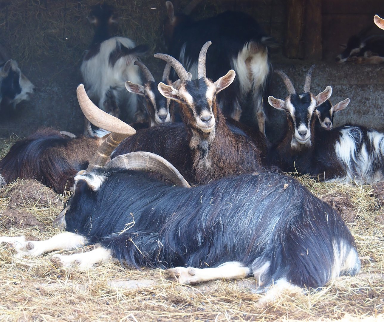 Pyrenean goats (Capra hircus), 2023-06-24
