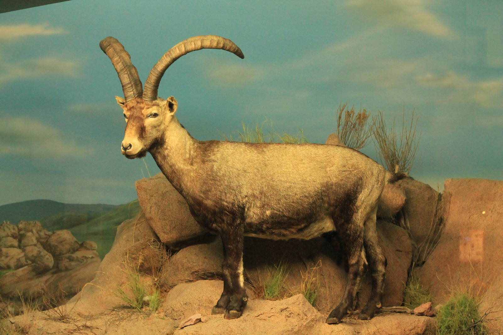 Pyrenean Ibex