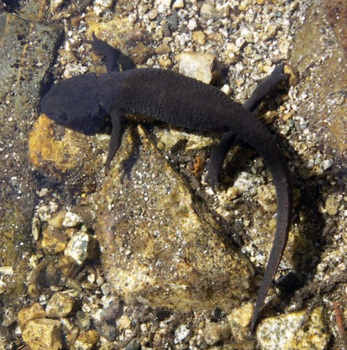 Pyrenean Newt (Euproctus asper)