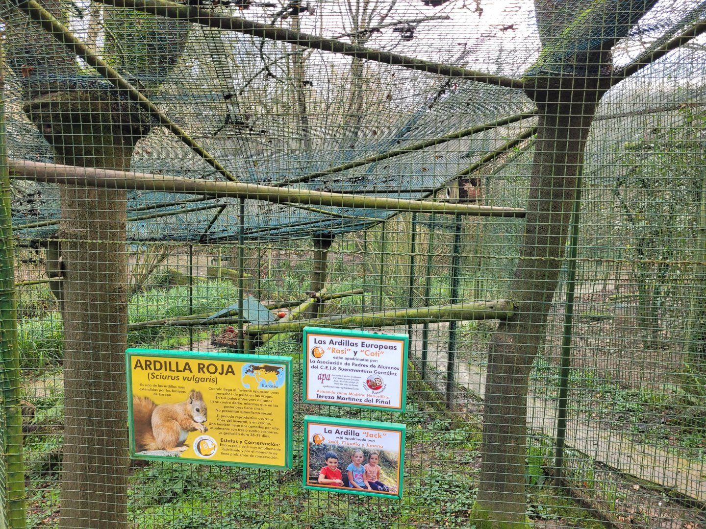Pyrenean red squirrel exhibit -Zoo de Santillana del Mar (2023)