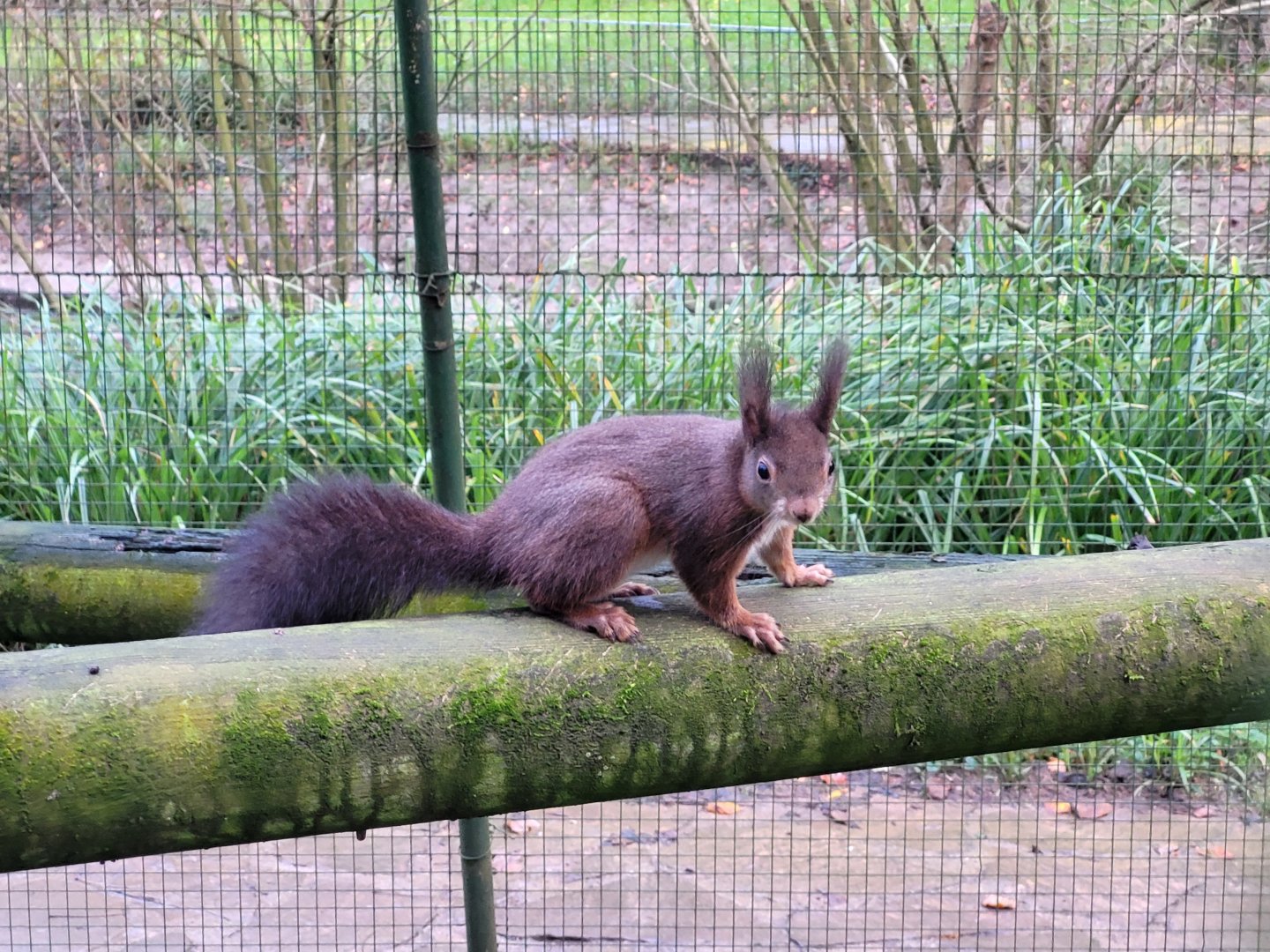 Pyrenean red squirrel -Zoo de Santillana del Mar (2023)