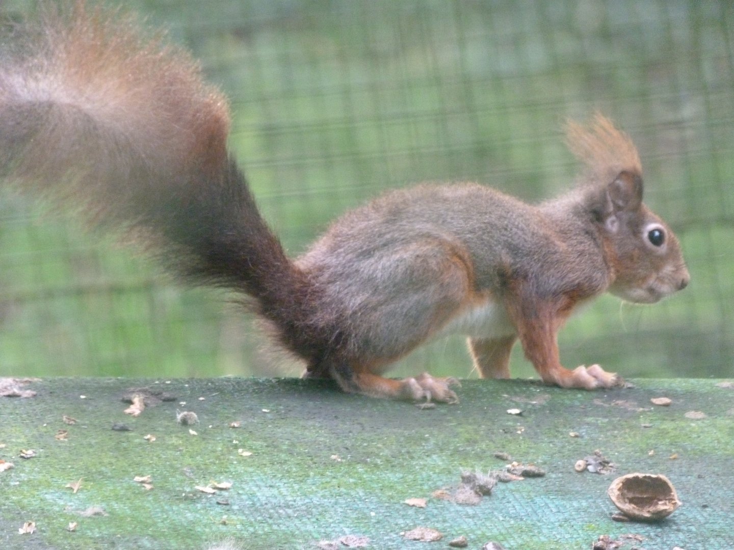 Pyrenean red squirrel -Zoo de Santillana del Mar (2024)
