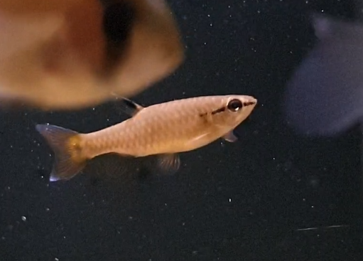 Pyrrhulina cf brevis