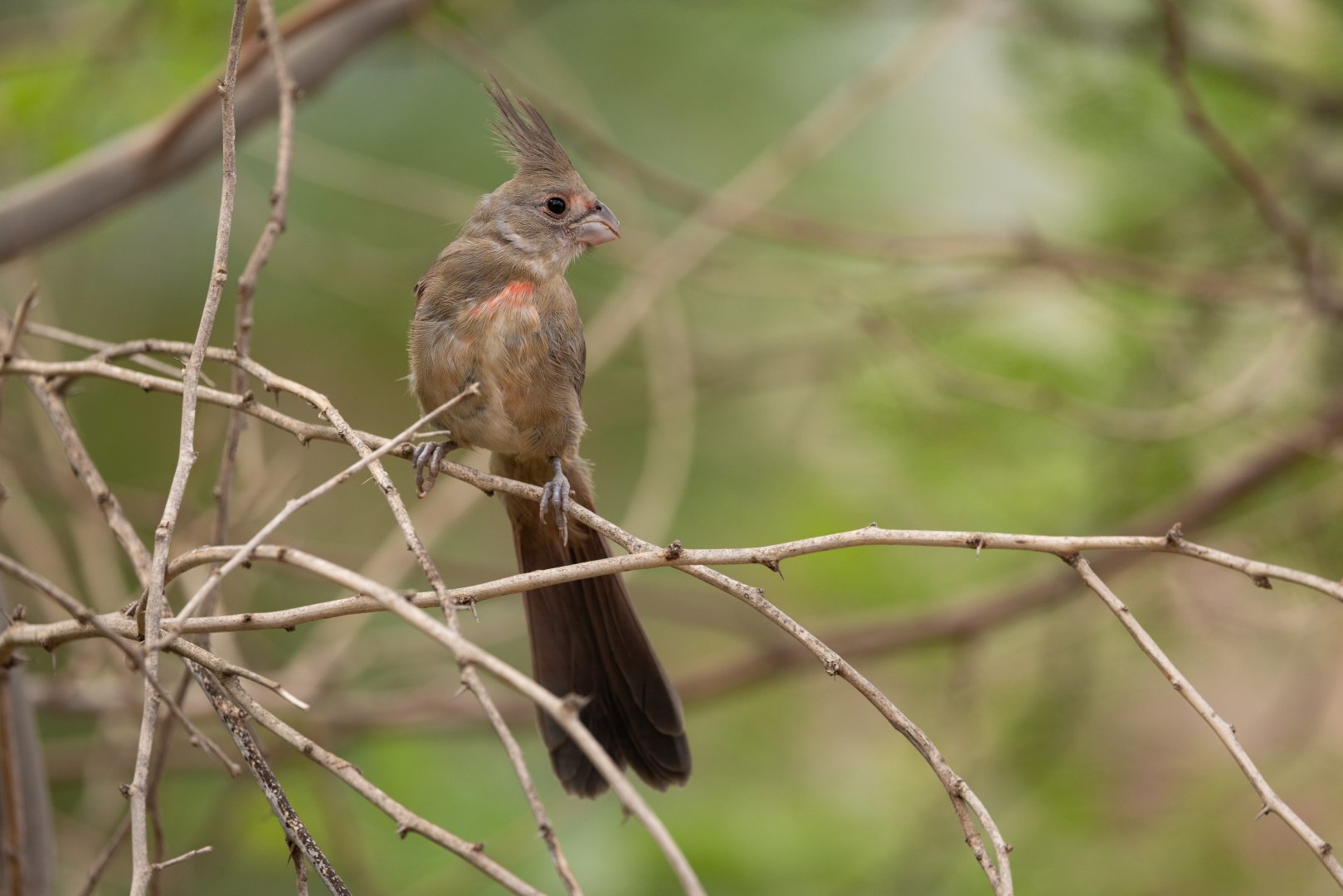 Pyrrhuloxia (Cardinal pyrrhuloxia) - Desert