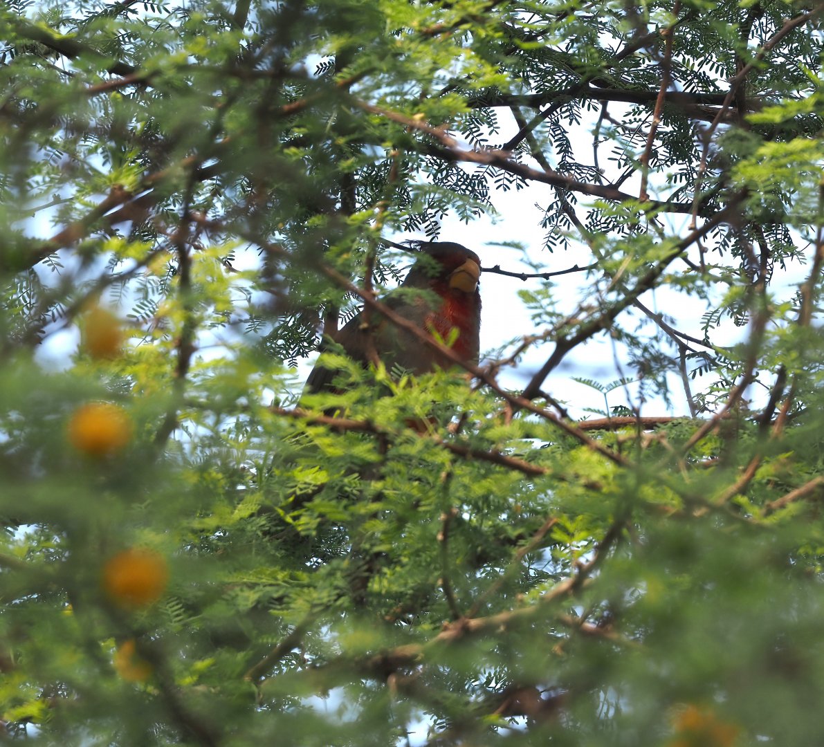 Pyrrhuloxia (Cardinalis sinuatus), 2025-05-17