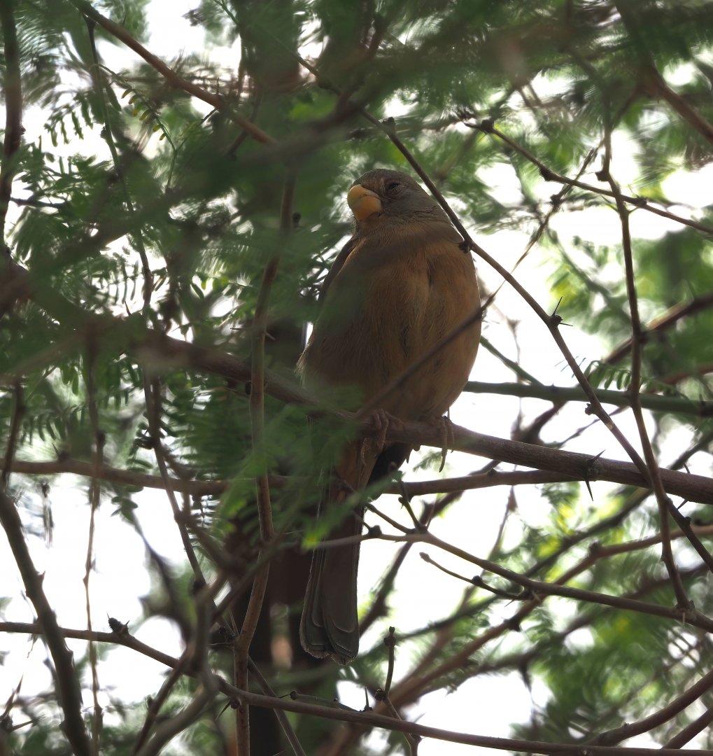 Pyrrhuloxia (Cardinalis sinuatus), 2025-05-17