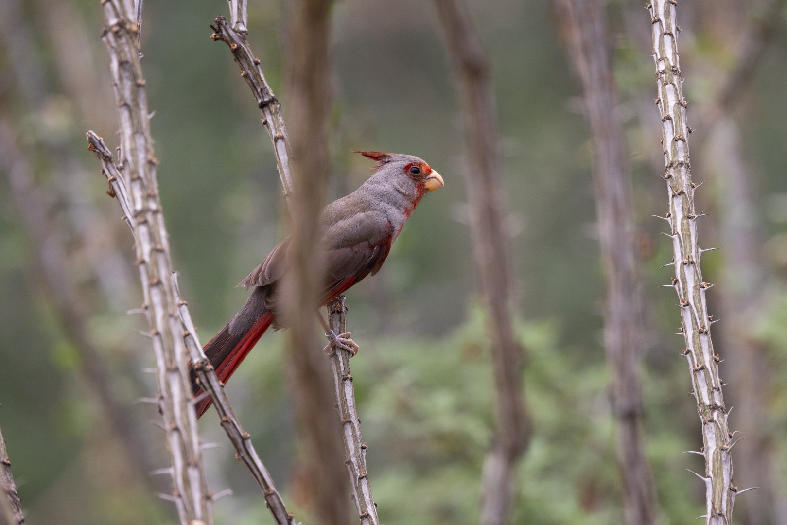 Pyrrhuloxia (Cardinalis sinuatus) - Desert