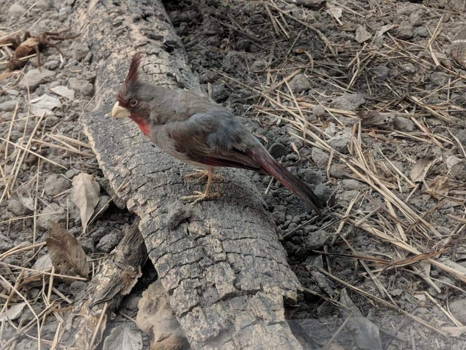 Pyrrhuloxia (Cardinalis sinuatus)