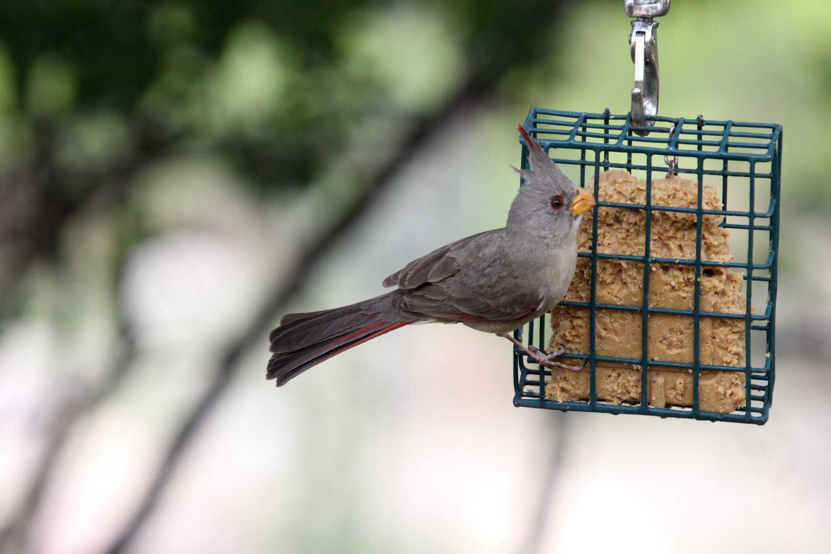 Pyrrhuloxia (Cardinalis sinuatus)