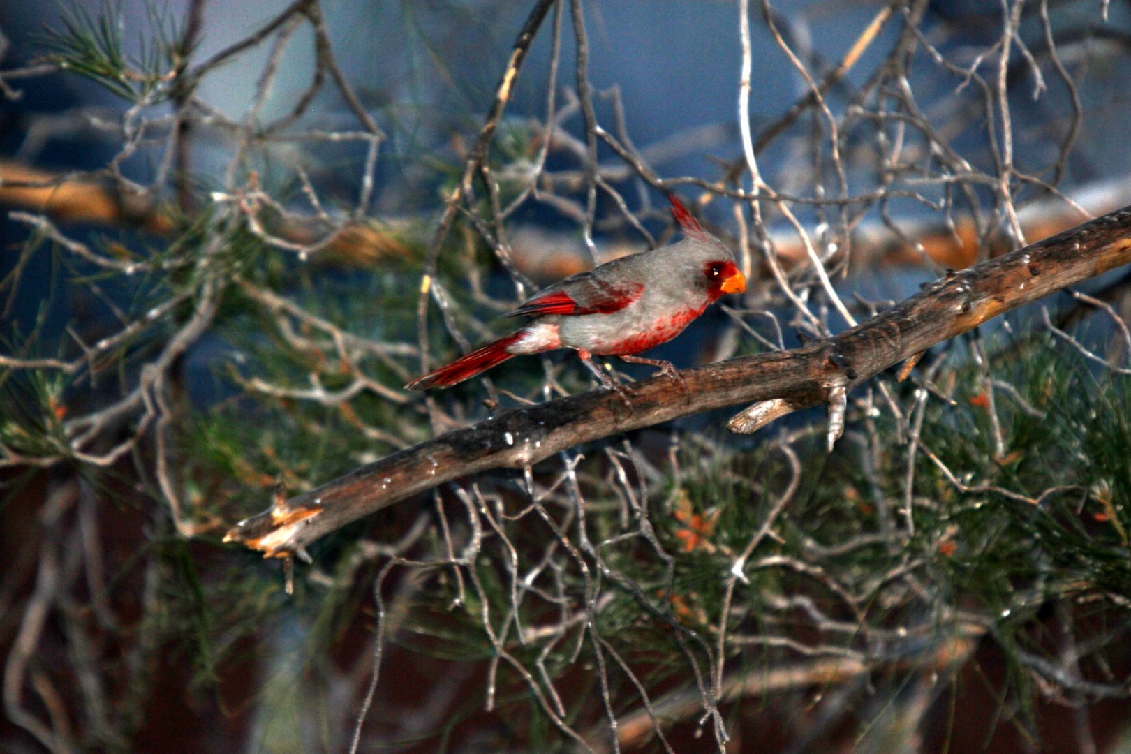 Pyrrhuloxia (Cardinalis sinuatus)