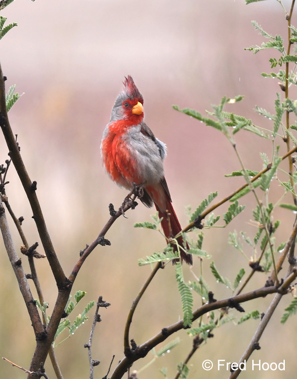 pyrrhuloxia (male)