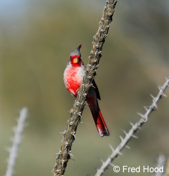 Pyrrhuloxia (non captive)