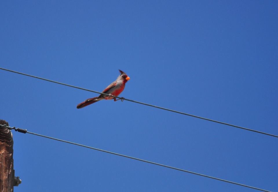 Pyrrhuloxia - Texas