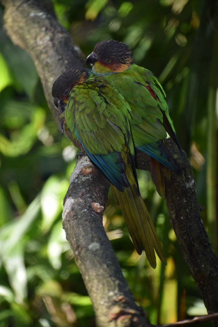 Pyrrhura cruentata - Ochre-marked Parakeet