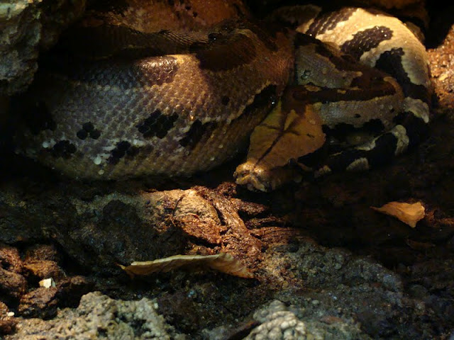 Python breitensteni