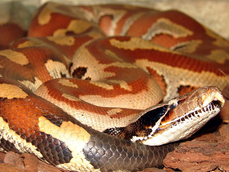 Python brongersmai / Blood python
