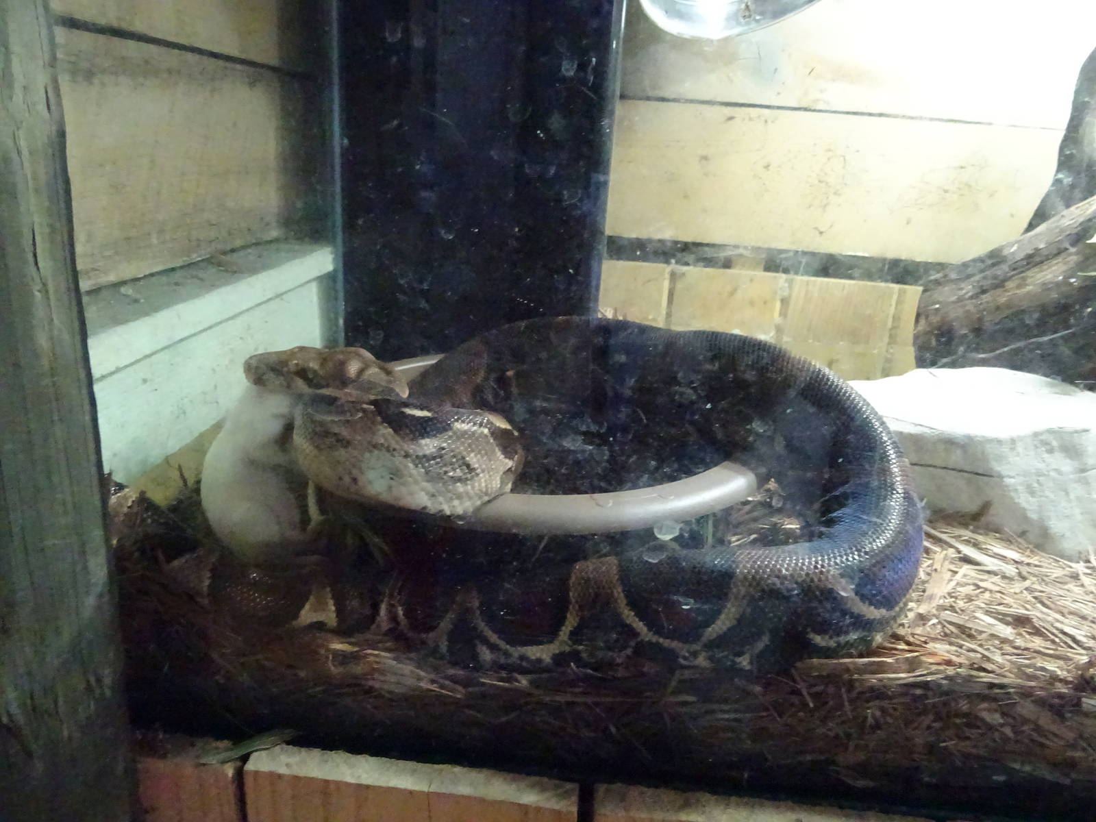 Python Devouring Mouse at Gator Golf