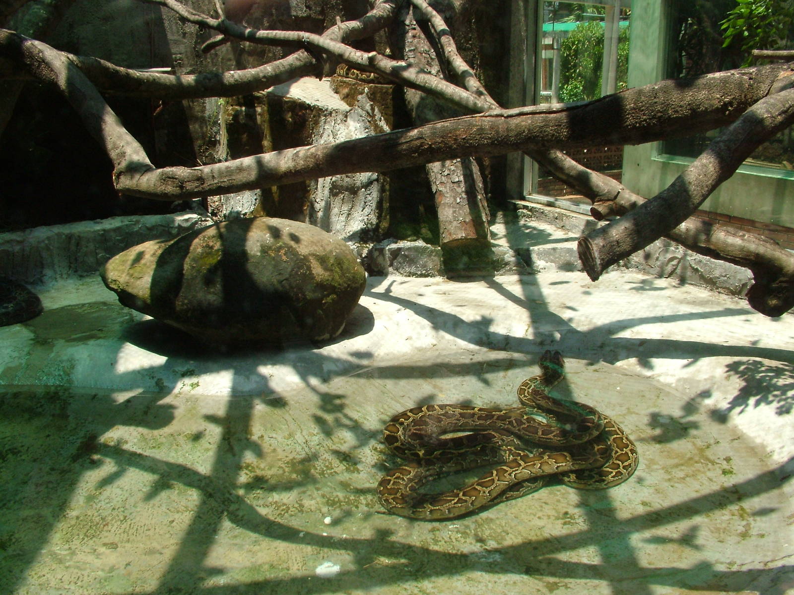 Python Exhibit at Saigon Zoo, 16/03/12