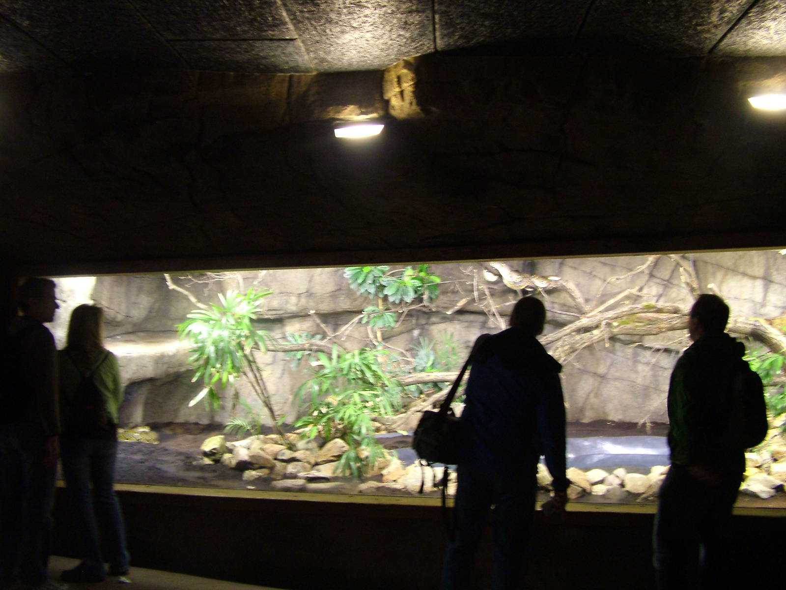 Python Exhibit in Burgers Rimba at Burgers Zoo Arnhem, 29/08/10